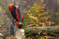 Townsville Stump Tree Surgeons image 3