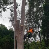 Litchfield Tree Services image 2