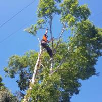 Litchfield Tree Services image 3