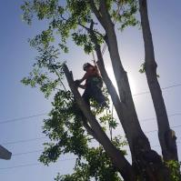 Litchfield Tree Services image 4