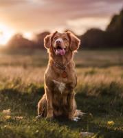 Brisbane Dog Walker image 3