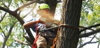 ArboristsHobart.com.au image 2