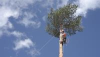 ArboristsHobart.com.au image 3