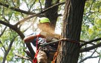 ArboristsCoffsHarbour.com.au image 1