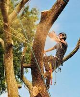 Shepparton Tree Service image 3