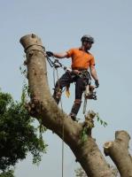 Shepparton Tree Service image 4