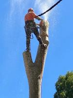 Treby Tree Services image 4