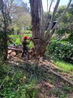 Treby Tree Services image 6