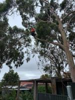 Treby Tree Services image 1