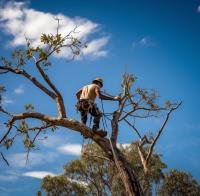 Trusted Tree Lopping Brisbane image 1