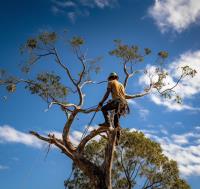 Trusted Tree Lopping Brisbane image 2