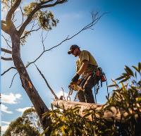 Smart Tree Removal Brisbane image 2