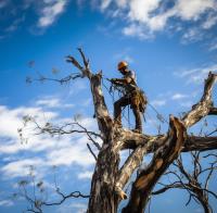 Smart Tree Removal Brisbane image 7