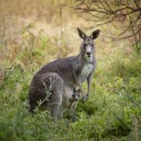 Grampians Tours image 3