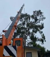 Expert Tree Removal Pty Ltd image 2