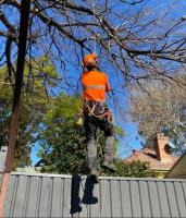 Expert Tree Removal Pty Ltd image 3