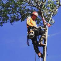 Rangeview Tree Services image 1