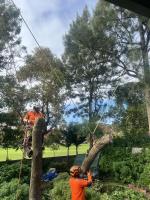 Rangeview Tree Services image 3