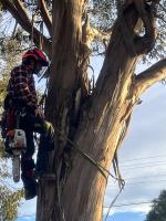 Rangeview Tree Services image 4