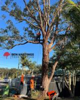 Ben Hastings Tree Service image 2