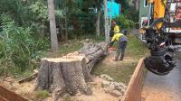 Batemans Bay Tree Removal image 2