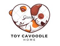 Toy Cavoodle Home image 1