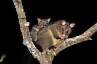 Humane Possum Removal Canberra image 4