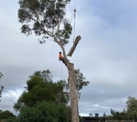 Arbay Tree Services image 3