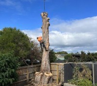 Arbay Tree Services image 4