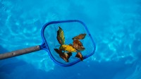 Ripponlea Pool Cleaning image 1