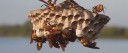 Mobile Wasp Control Brisbane logo