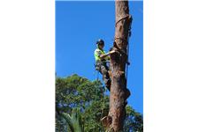 North Brisbane Trees image 5