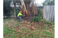 WOODSTOCK TREE & STUMP REMOVAL image 6