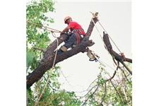 Canopy Tree Care image 1