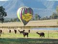 Starline Alpacas image 1