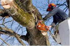 Arborist services image 1