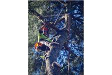  Arborists Melbourne - Eucalyptus Tree Services image 2