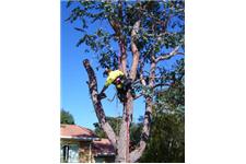 Canopy Tree Care image 2