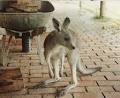 Wombat Hills Cottages image 5