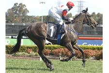 Topline Thoroughbreds image 1