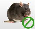 Drymaster Pest Control image 5