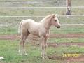 Sunrise Quarter Horse Stud image 1