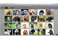 PatPal Dog Grooming image 1