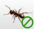 Drymaster Pest Control image 4