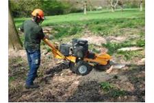 Tree Stump Grinding image 1