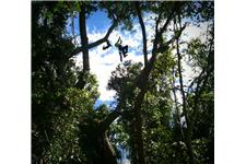  Arborists Melbourne - Eucalyptus Tree Services image 4