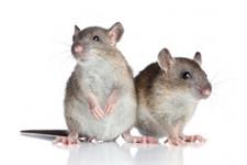 Best Pest Control Melbourne image 4