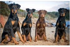 Yiyanda Dobermanns image 1