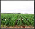 Agri-Labour Suppliers image 4