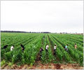 Agri-Labour Suppliers image 1